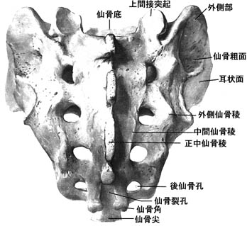 anatomy1b-8.jpg