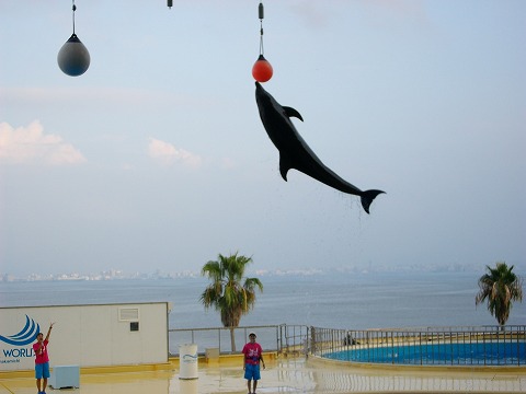 マリンワールド 015.jpg マリンワールド 015.jpg