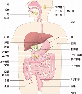 胃の解剖図1.jpg