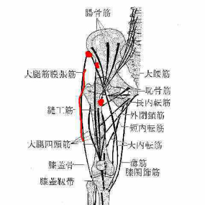 太腿の筋肉.jpg